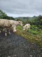 Rundfahrt Flores &ndash; &copy; Kathrin Becker (Eberhardt TRAVEL)