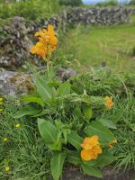 Rundfahrt Flores &ndash; &copy; Kathrin Becker (Eberhardt TRAVEL)