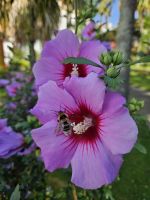 Botanischer Garten Angra do Heroismo &ndash; &copy; Kathrin Becker (Eberhardt TRAVEL)