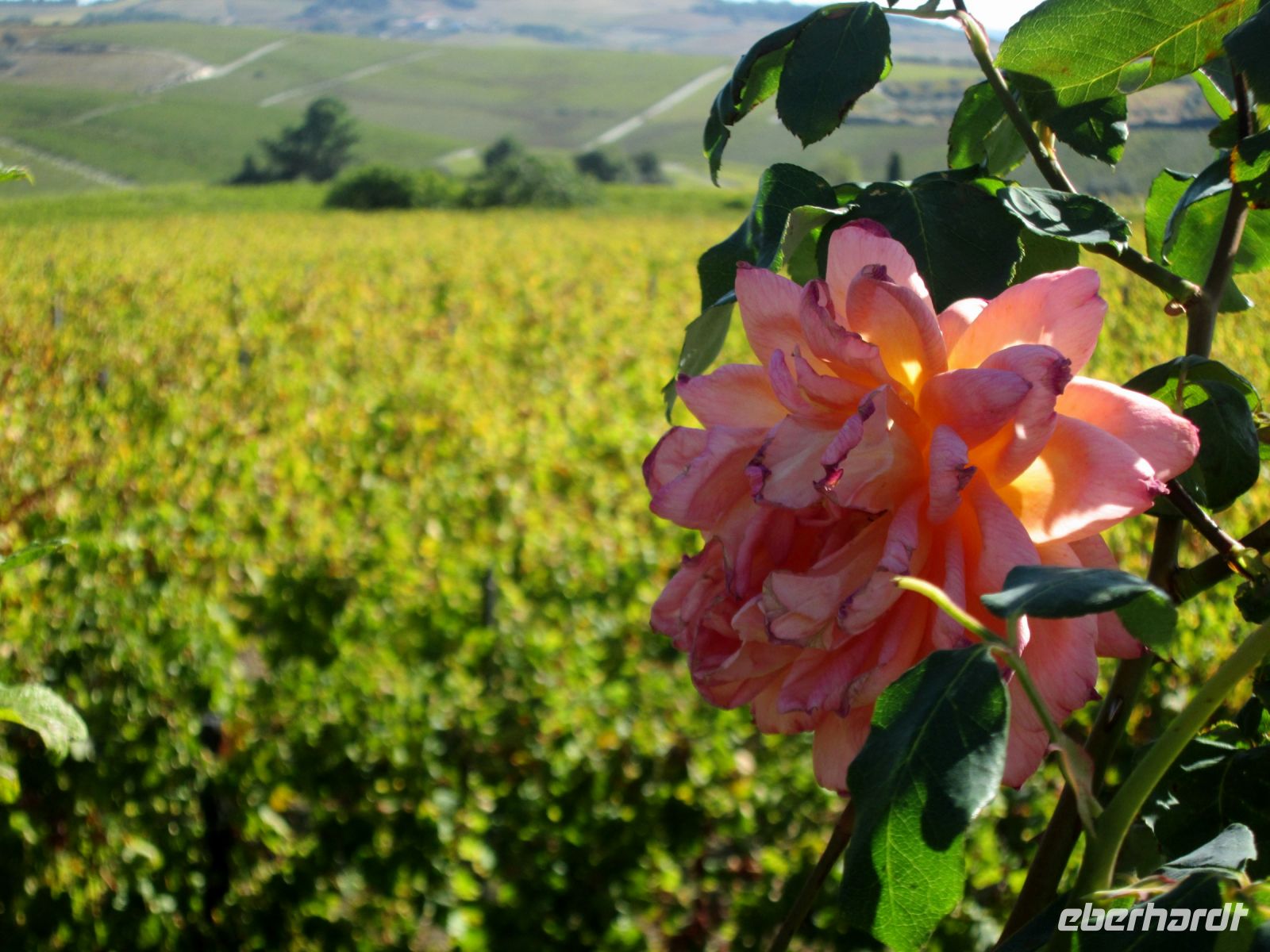 Quinta da Avessada &ndash; &copy; Heike Heinen (Eberhardt TRAVEL)