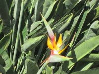 Strelizie &ndash; &copy; Heike Heinen (Eberhardt TRAVEL)