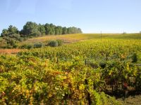 Weinberg &ndash; &copy; Heike Heinen (Eberhardt TRAVEL)