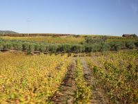 Weinberg &ndash; &copy; Heike Heinen (Eberhardt TRAVEL)