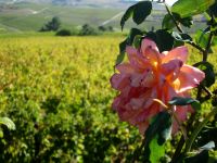 Quinta da Avessada &ndash; &copy; Heike Heinen (Eberhardt TRAVEL)