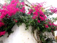 Óbidos  &ndash; &copy; Heike Heinen (Eberhardt TRAVEL)