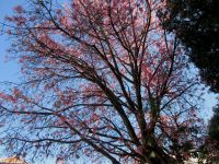 Jacaranda &ndash; &copy; Heike Heinen (Eberhardt TRAVEL)
