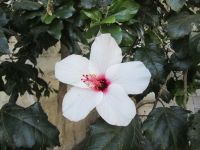 Hibiscus &ndash; &copy; Heike Heinen (Eberhardt TRAVEL)