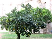 Orangenbäume im Kreuzgang der Kathedrale in Évora  &ndash; &copy; Heike Heinen (Eberhardt TRAVEL)