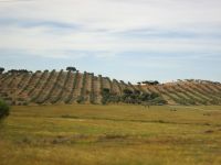 Olivenhaine im Alentejo &ndash; &copy; Heike Heinen (Eberhardt TRAVEL)