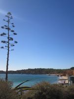 Agave und Praia do Vau &ndash; &copy; Heike Heinen (Eberhardt TRAVEL)