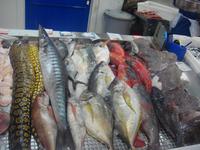 Lust auf Fisch? &ndash; &copy; Astrid Janke (Eberhardt TRAVEL)