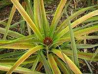 Ananasplantage &ndash; &copy; Astrid Janke (Eberhardt TRAVEL)