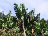 Bananenstauden &ndash; &copy; Aline K. (Eberhardt TRAVEL)