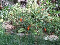 Chilistrauch &ndash; &copy; Aline K. (Eberhardt TRAVEL)