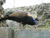 Pfau  &ndash; &copy; Julia Grunwald (Eberhardt TRAVEL)