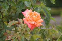 Braga - Rosengarten &ndash; &copy; Sylvia Ott (Eberhardt TRAVEL)