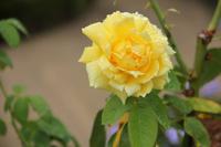 Braga - Rosengarten &ndash; &copy; Sylvia Ott (Eberhardt TRAVEL)