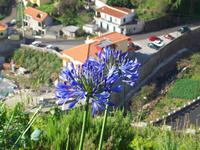 Agapanthus - Die Liebesblume &ndash; &copy; Annette Lenz (Eberhardt TRAVEL)