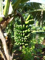 Bananenstaude &ndash; &copy; Annette Lenz (Eberhardt TRAVEL)