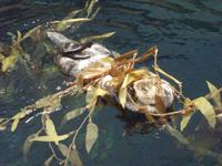 ...im Aquarium &ndash; &copy; Annette Lenz (Eberhardt TRAVEL)