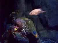 Aquarium &ndash; &copy; Annette Lenz (Eberhardt TRAVEL)