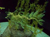 Aquarium &ndash; &copy; Annette Lenz (Eberhardt TRAVEL)