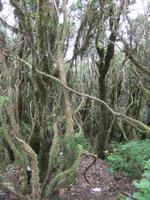 dichtbewachsener Wald im Anaga-Gebirge