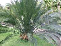 Palme &ndash; &copy; Angela Friede (Eberhardt TRAVEL)