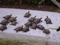 Wasserschildkröten &ndash; &copy; Angela Friede (Eberhardt TRAVEL)