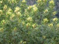 Mimosen &ndash; &copy; Angela Friede (Eberhardt TRAVEL)