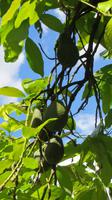 080_im Kräutergarten bei Esmeralda - Avocados &ndash; &copy; Nadine Schulz (Eberhardt TRAVEL)