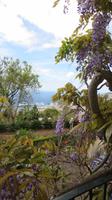 114_im Botanischen Garten in Funchal