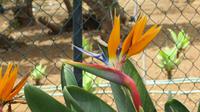 124_im Botanischen Garten in Funchal &ndash; &copy; Nadine Schulz (Eberhardt TRAVEL)