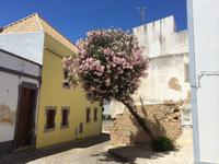 580 Tavira &ndash; &copy; Ngoc Anh Nguyen (Eberhardt TRAVEL)