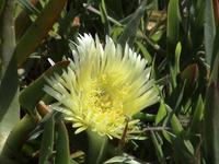 Flora &ndash; &copy; Lars Hoffmann (Eberhardt TRAVEL)