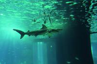 Lissabon Oceanario &ndash; &copy; Madlena Voigt (Eberhardt TRAVEL)