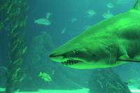 Lissabon Oceanario &ndash; &copy; Madlena Voigt (Eberhardt TRAVEL)