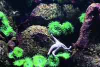Lissabon Oceanario &ndash; &copy; Madlena Voigt (Eberhardt TRAVEL)