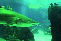 PT_Lissabon_Oceanario9 &ndash; &copy; Madlena Voigt (Eberhardt TRAVEL)