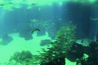 Lissabon Oceanario &ndash; &copy; Madlena Voigt (Eberhardt TRAVEL)