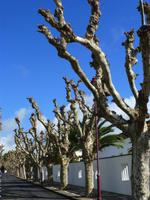 Ponta Delgada  &ndash; &copy; Kerstin Hugel (Eberhardt TRAVEL)