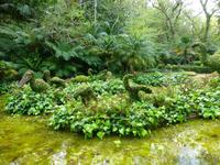 Park Terra Nostra  &ndash; &copy; Kerstin Hugel (Eberhardt TRAVEL)