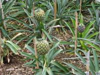 Ananas Plantage