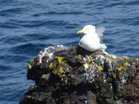 Möwe &ndash; &copy; Kerstin Hugel (Eberhardt TRAVEL)