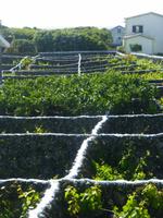 Weinanbau  &ndash; &copy; Kerstin Hugel (Eberhardt TRAVEL)