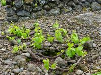 Weinanbau &ndash; &copy; Kerstin Hugel (Eberhardt TRAVEL)