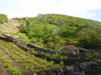 Weinanbau in Pico &ndash; &copy; Kerstin Hugel (Eberhardt TRAVEL)