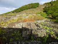 Weinanbau in Pico &ndash; &copy; Kerstin Hugel (Eberhardt TRAVEL)