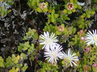 Flora &ndash; &copy; Kerstin Hugel (Eberhardt TRAVEL)