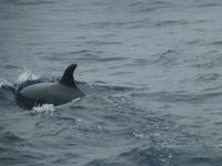 Delphine &ndash; &copy; Kerstin Hugel (Eberhardt TRAVEL)